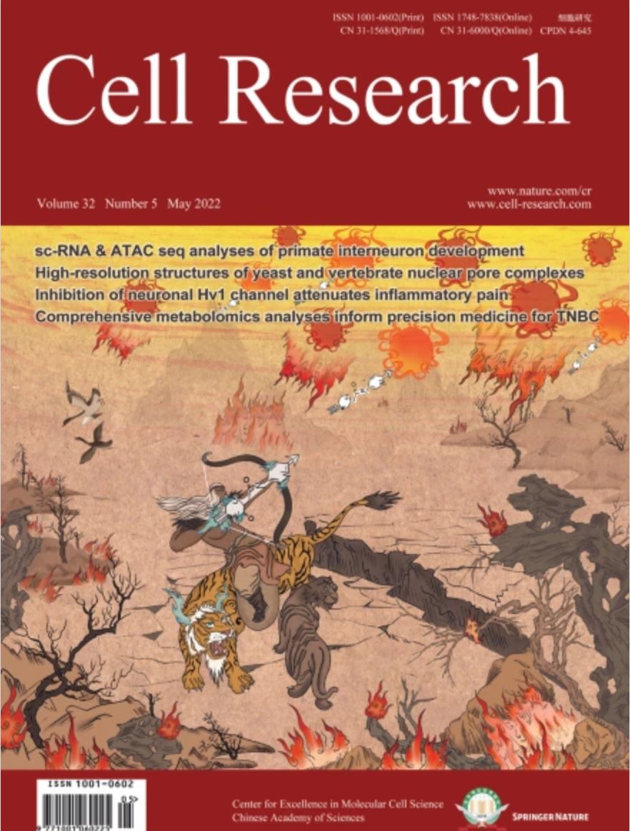 COPII mitigates ER stress by promoting formation of ER whorls