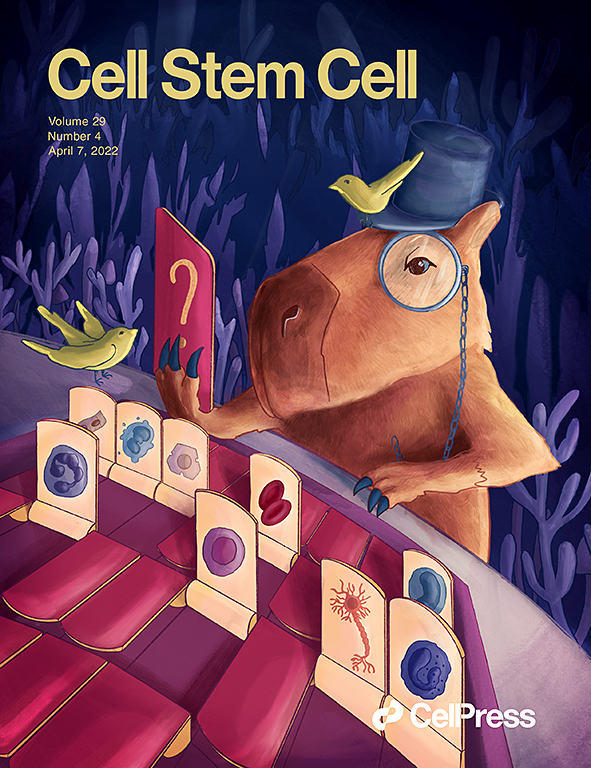 Brain Endothelial Cells Maintain Lactate Homeostasis and Control Adult Hippocampal Neurogenesis