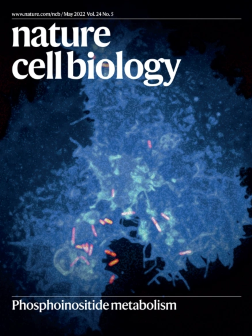 The piRNA CHAPIR regulates cardiac hypertrophy by controlling METTL3-dependent N 6 -methyladenosine methylation of Parp10 mRNA