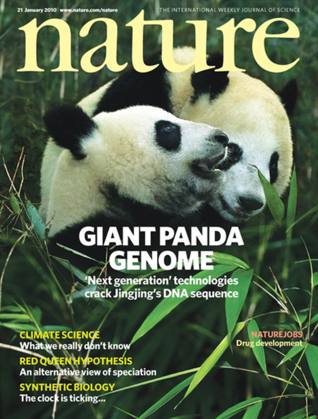 The landscape of RNA Pol II binding reveals a stepwise transition during ZGA