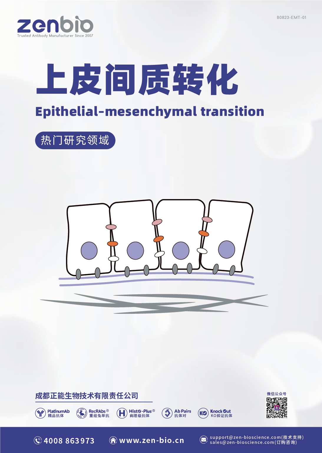 上皮间质转化-EMT