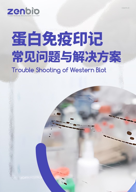 蛋白免疫印记常见问题与解决方案