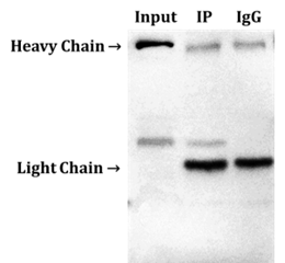 ExactBlot™非轻重链特异性二抗