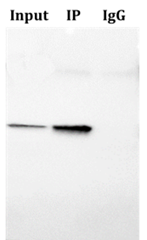 ExactBlot™非轻重链特异性二抗